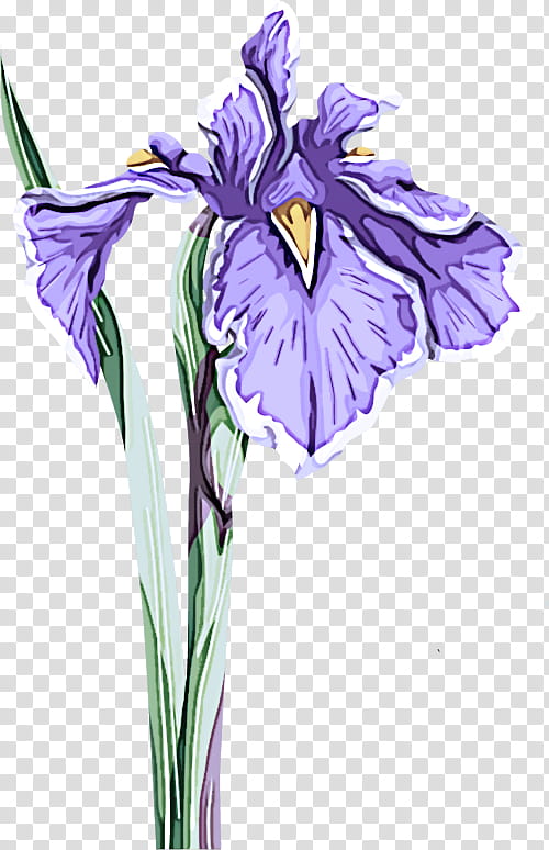 flower flowering plant plant purple iris, Petal, Iris Family, Iris Versicolor, Cut Flowers transparent background PNG clipart