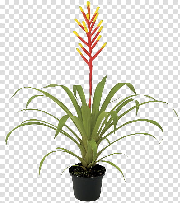 Bamboo, Guzmania, Plants, Flower, Ornamental Plant, Houseplant, Flowerpot, Bromelia transparent background PNG clipart