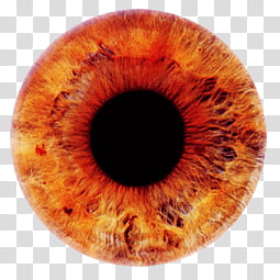 Iris , orange contact lens transparent background PNG clipart
