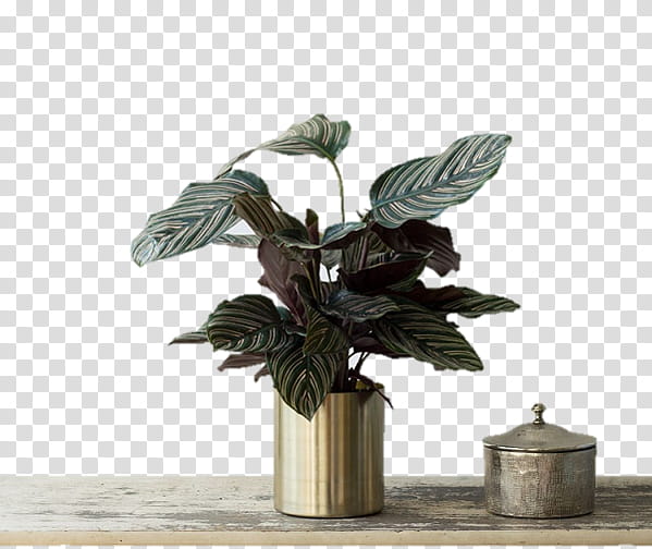 Tree Leaf, Calatheas, Houseplant, Plants, Flowerpot, Email, Email Address, Adventure Game transparent background PNG clipart