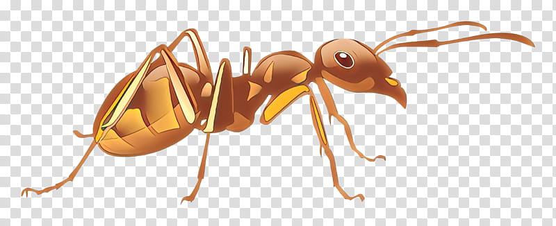 Ant, Cartoon, Beetle, Carpenter Ant, Pharaoh Ant, Weaver Ant, Antman, Drawing transparent background PNG clipart