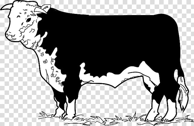 Drawing Of Family, Angus Cattle, Beef Cattle, English Longhorn, Hereford Cattle, Texas Longhorn, Beefsteak, Calf, Dairy Cattle, Meat transparent background PNG clipart