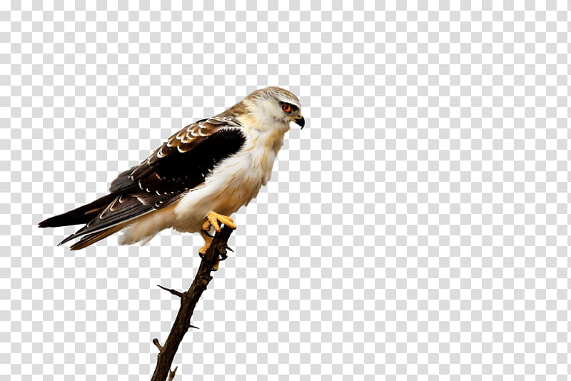 Bird, Hawk, Buzzard, Cuckoos, Beak, Falcon, Common Buzzard, Feather transparent background PNG clipart