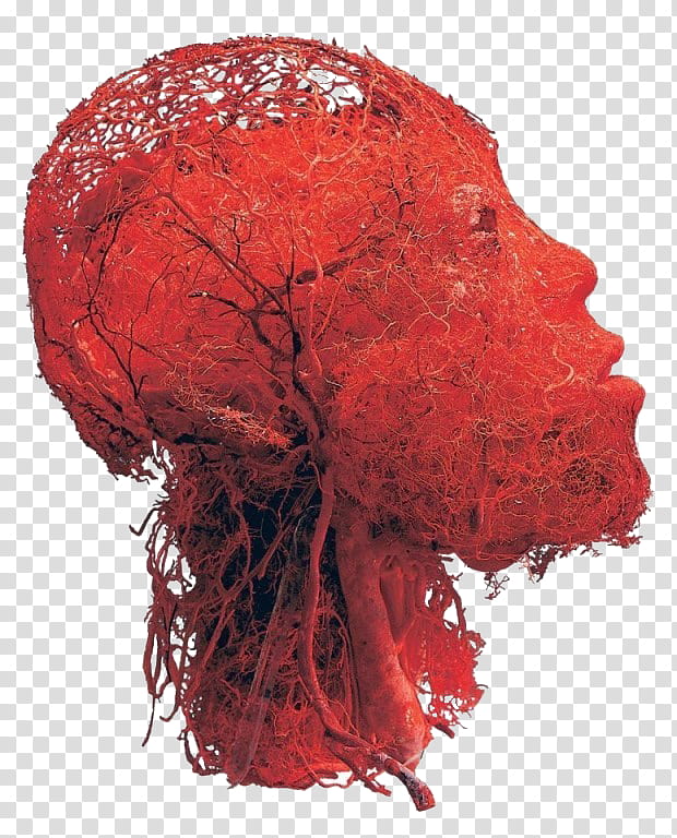 Human Heart, Blood Vessel, Brain, Head, Human Body, Vein, Circulatory System, Anatomy transparent background PNG clipart