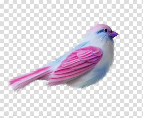 pink, white, and blue short-beaked bird illustration transparent background PNG clipart