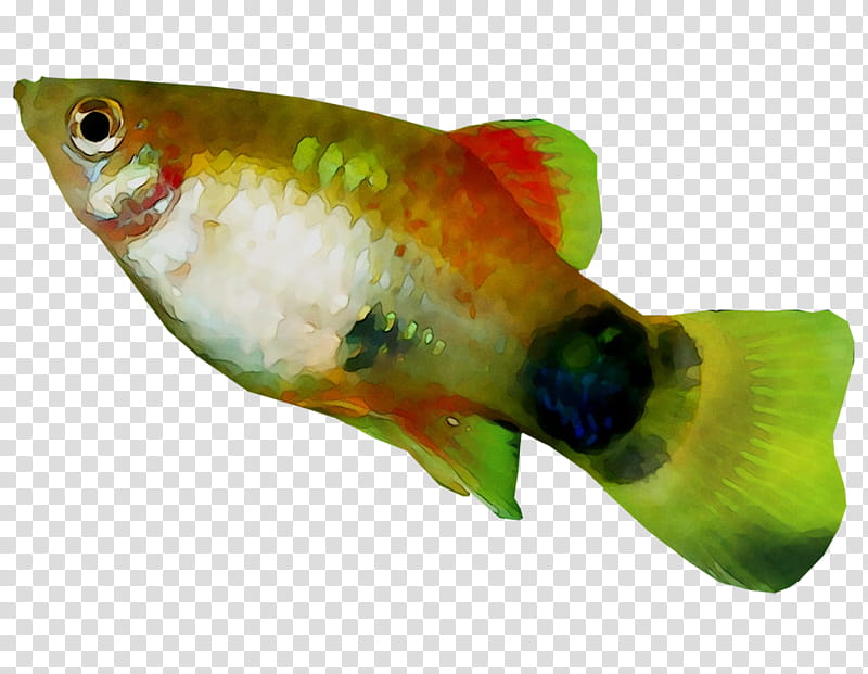 Fish, Bony Fishes, Biology, Feeder Fish, Parrotfish, Perch, Cichla, Bluegill transparent background PNG clipart