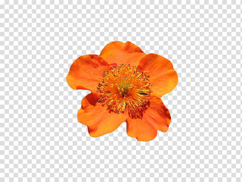 , orange petaled flower in bloom transparent background PNG clipart