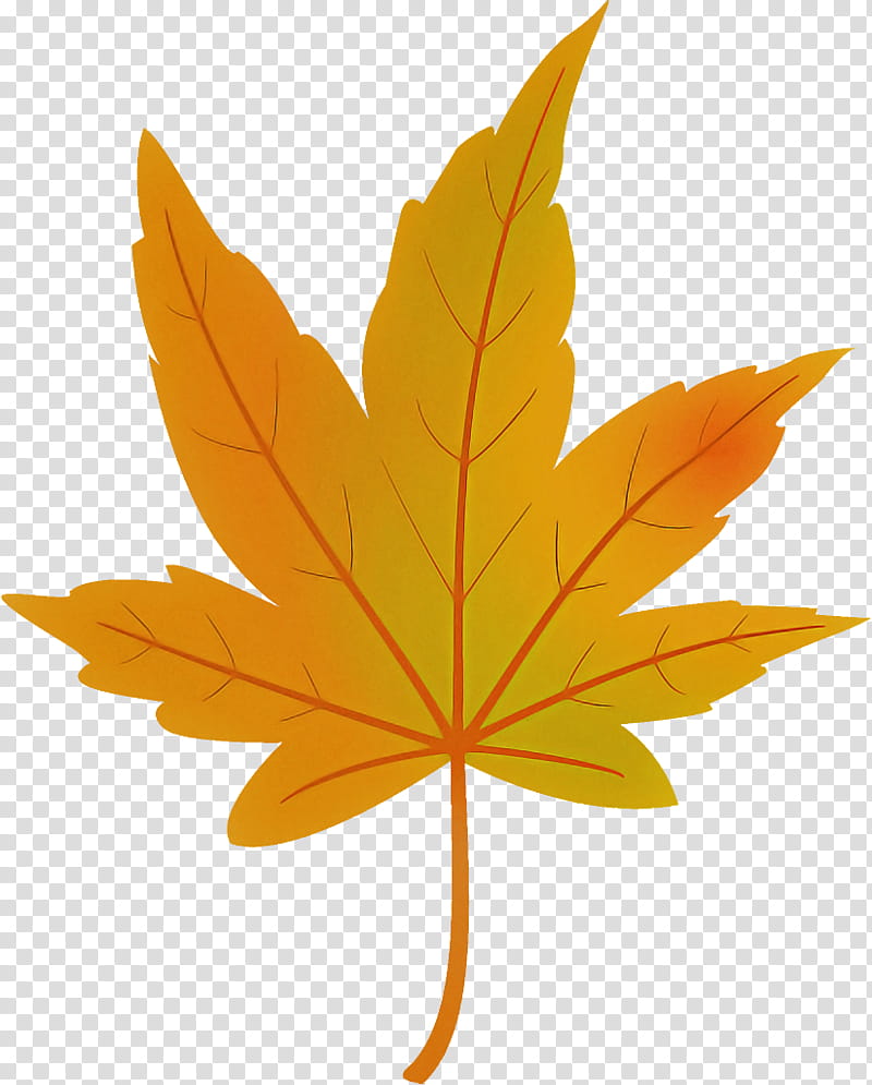 maple leaf autumn leaf yellow leaf, Tree, Orange, Plant, Black Maple, Woody Plant, Plane, Flower transparent background PNG clipart