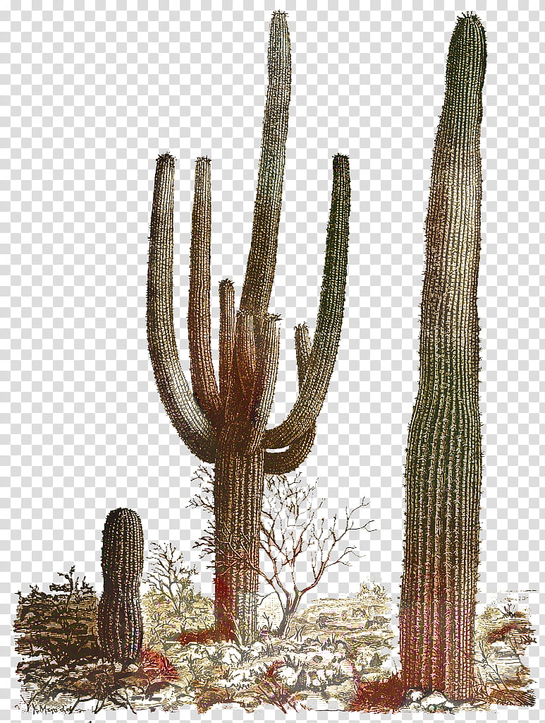 Cactus, Saguaro National Park, Golden Barrel Cactus, Ceroid Cactus, Drawing, Plants, Echinocactus, San Pedro Cactus transparent background PNG clipart