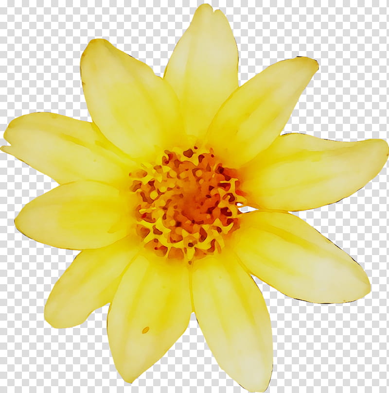 Lily Flower, Yellow, Swifty, Chrysanthemum, Eurostar, Daisy Family, Denmark, Eurostar International Limited transparent background PNG clipart