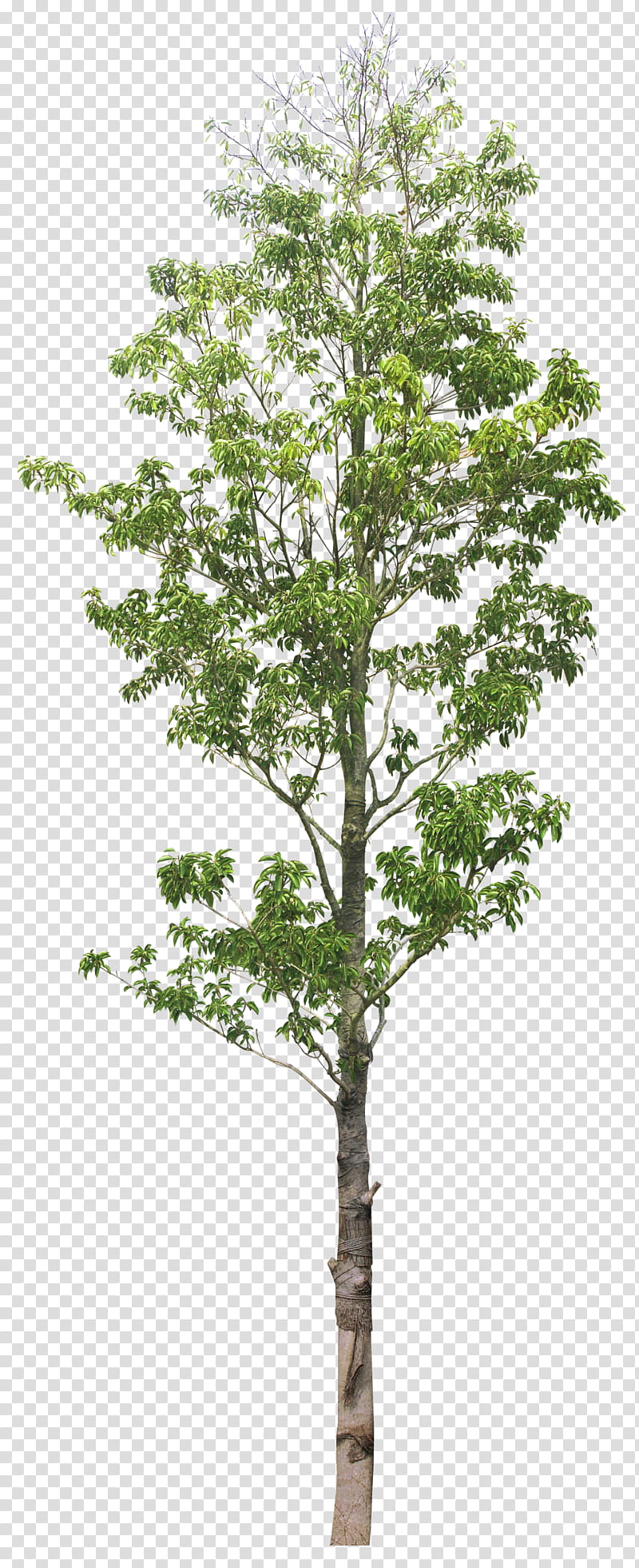 Family Tree, Tilia Platyphyllos, Plants, Lofter, Blog, Architecture, Lindens, Woody Plant transparent background PNG clipart