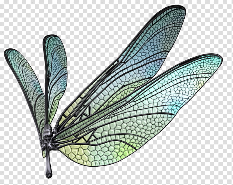 Dragonfly Wings Set  transparent background PNG clipart