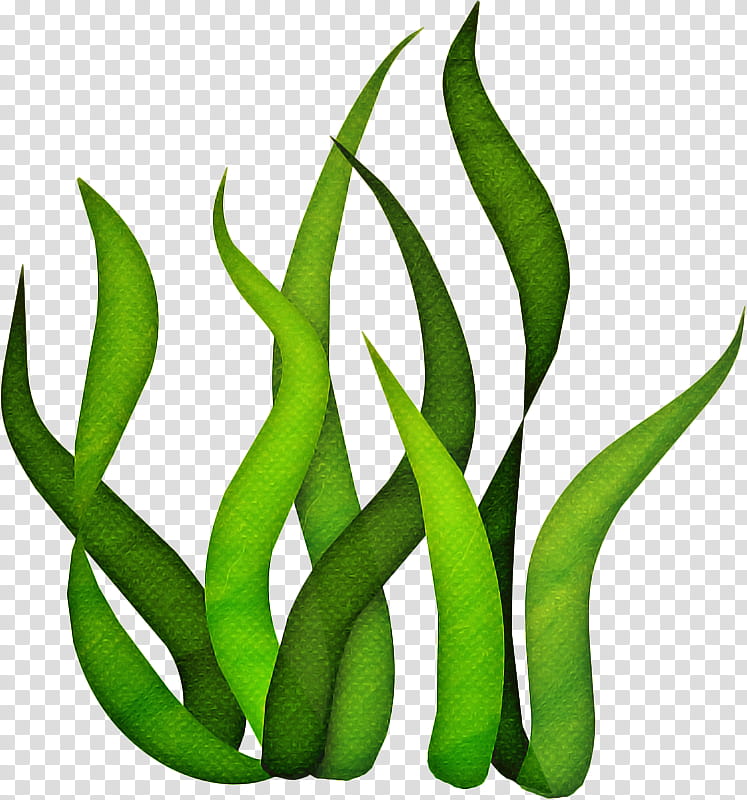 Seaweed Transparency Algae Giant kelp, Ascophyllum Nodosum, Coral Reef, Macrocystis, Green, Plant, Green Bean, Leaf transparent background PNG clipart
