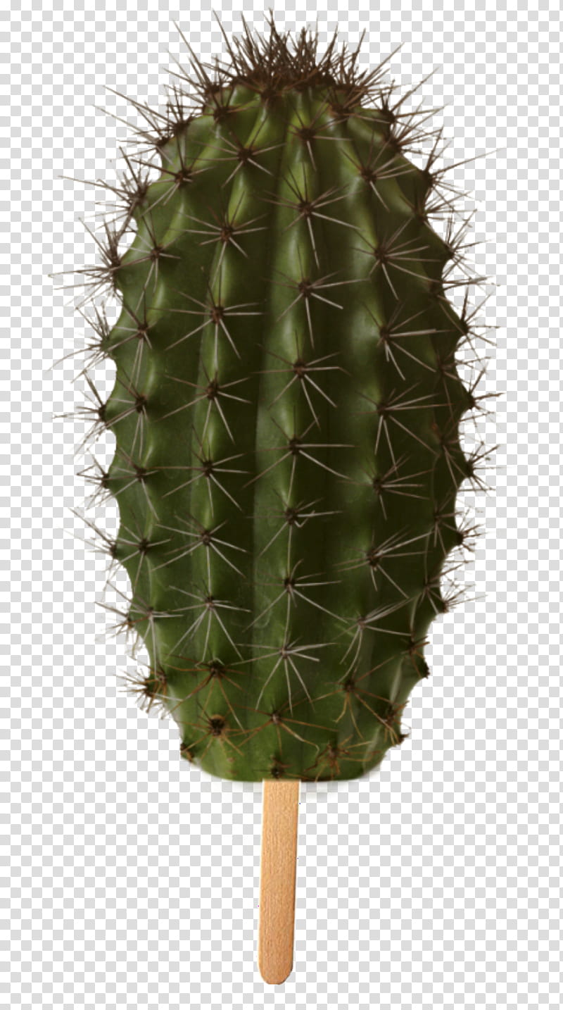Cactus, Succulent Plant, Triangle Cactus, Plants, Saguaro, Thorns Spines And Prickles, Cactus Garden, Ornamental Plant transparent background PNG clipart
