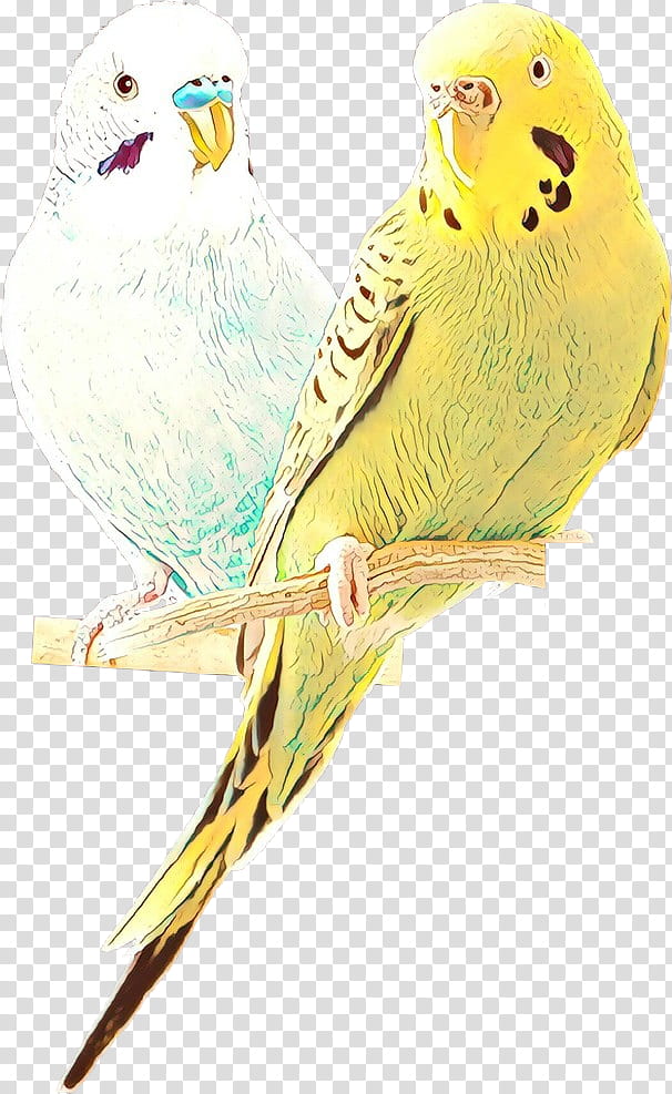 bird budgie parakeet parrot beak, Bird Toy, Bird Supply, Atlantic Canary transparent background PNG clipart