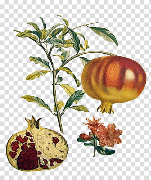Family Tree, Pomegranate, Fruit, Strawberry, Pear, Apple, Fruit Tree, Lemon transparent background PNG clipart