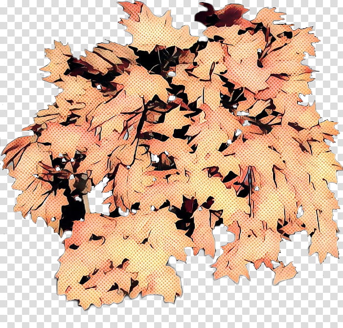 Family Tree, Maple Leaf, Plane, Black Maple, Plant, Deciduous, Flower, Planetree Family transparent background PNG clipart