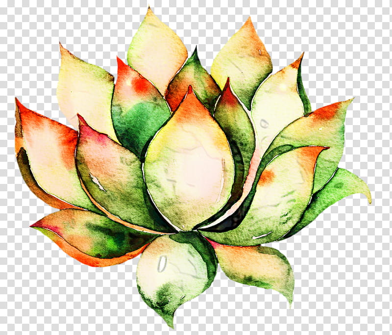 Flower Art Watercolor, Watercolor Painting, Succulent Plant, Cactus And Succulents, Plants, Drawing, Leaf, Petal transparent background PNG clipart