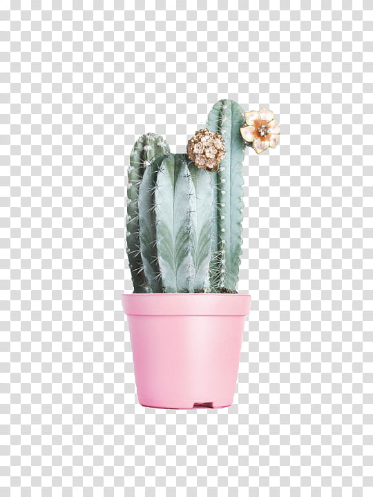 green cactus plant in pink pot transparent background PNG clipart
