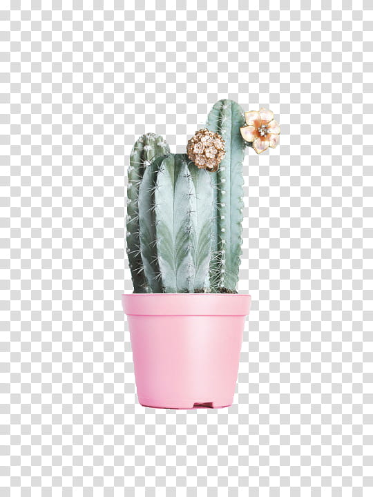 Potted Cactus png images