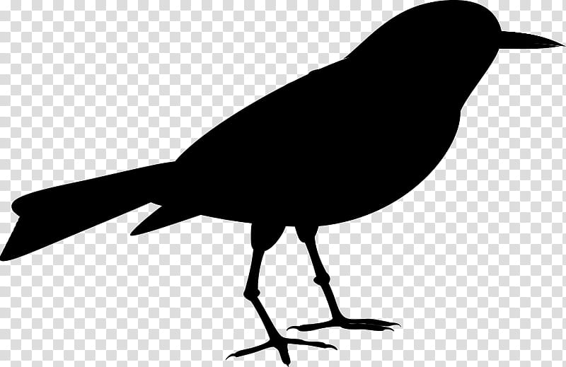 Bird Silhouette, American Crow, Common Raven, Beak, Fish Crow, Blackbird, New Caledonian Crow, Boat Tailed Grackle transparent background PNG clipart