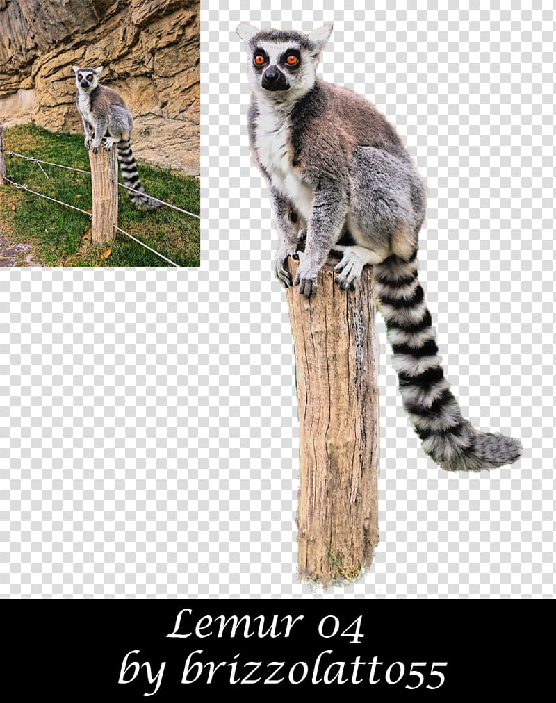 Lemur , grey lemur transparent background PNG clipart
