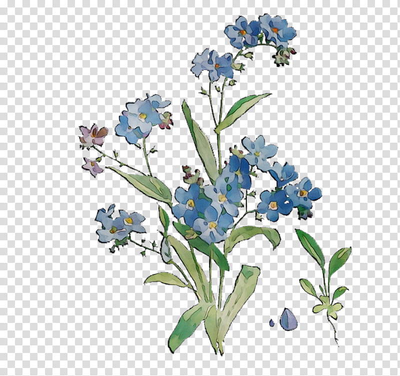 Flowers, Scorpion Grasses, Bluebonnet, Cut Flowers, Alpine Forgetmenot, Plant, Water Forget Me Not, Texas Bluebonnet transparent background PNG clipart