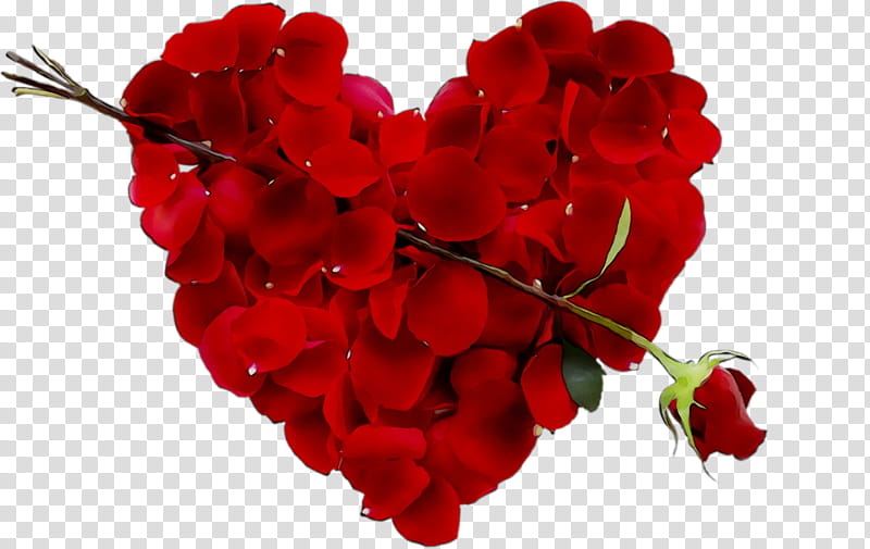 Rose Love Flowers, Heart, Valentines Day, Red, Petal, Plant, Cut Flowers, Bougainvillea transparent background PNG clipart