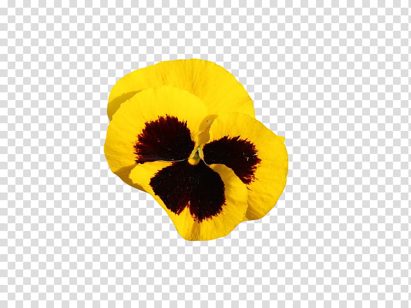 , red and yellow pansy flower transparent background PNG clipart