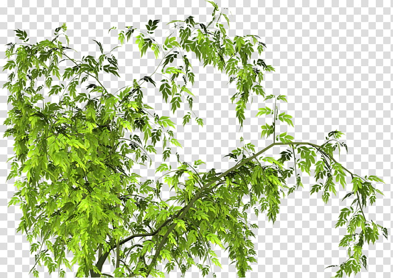 Drawing Of Family, Tree, Branch, Plants, Leaf, Shrub, Birch, Flower transparent background PNG clipart