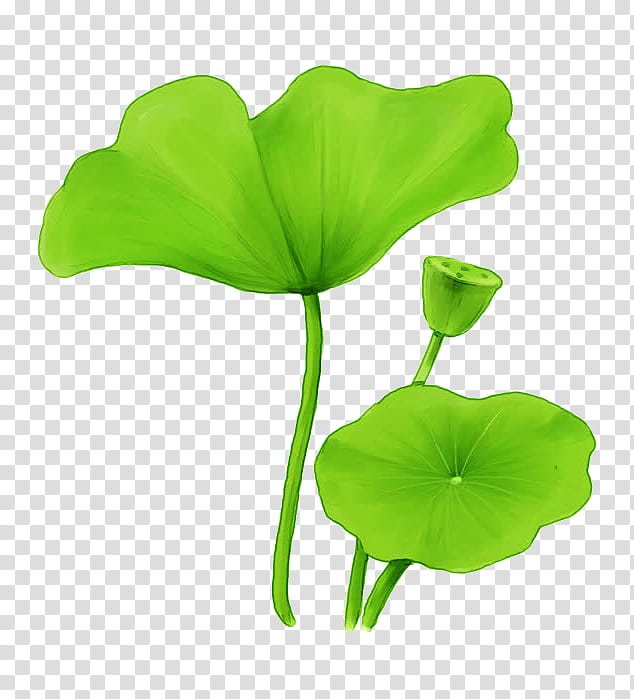 Green Leaf, Sacred Lotus, Lotus Effect, Plants, Petal, Cartoon, Flower, Plant Stem transparent background PNG clipart