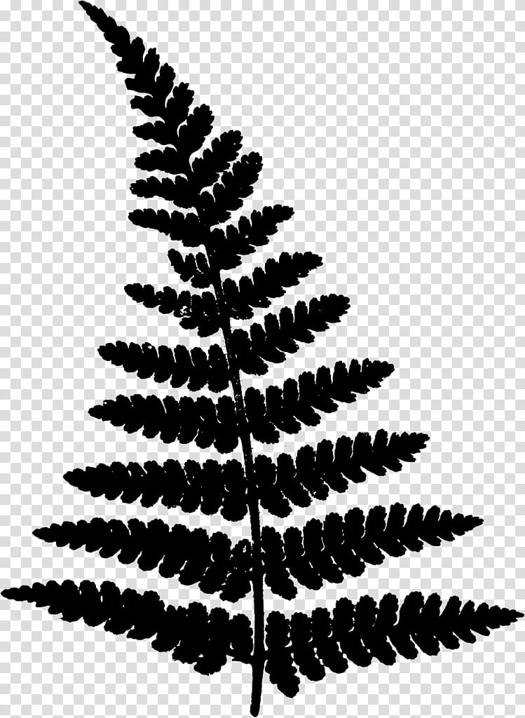 Family Tree Silhouette, Fern, Plants, Leaf, Blog, Free, Spring
, Hit transparent background PNG clipart