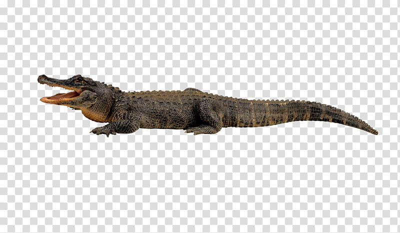 Crocodile, brown alligator transparent background PNG clipart