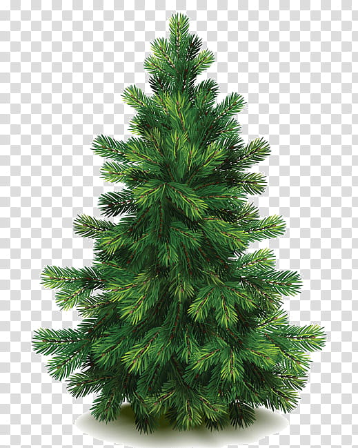 Christmas Black And White, Pine, Fir, Tree, Spruce, Sprucepinefir, Conifers, Ponderosa Pine transparent background PNG clipart