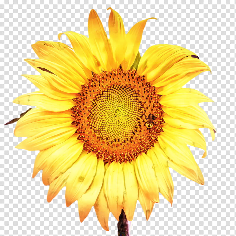 Flowers, Sunflower, Flora, Bloom, Oxford High School, Cco Licence, grapher, Advertising transparent background PNG clipart