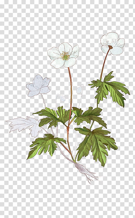 Floral Flower, Plants, Plant Stem, Herbaceous Plant, Rose Family, Anemone, Twig, Petal transparent background PNG clipart