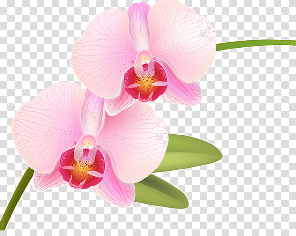 Pink Flower, Orchids, Phalaenopsis Equestris, Rose, Phalaenopsis Aphrodite, Branch, Plants, Singapore Orchid transparent background PNG clipart