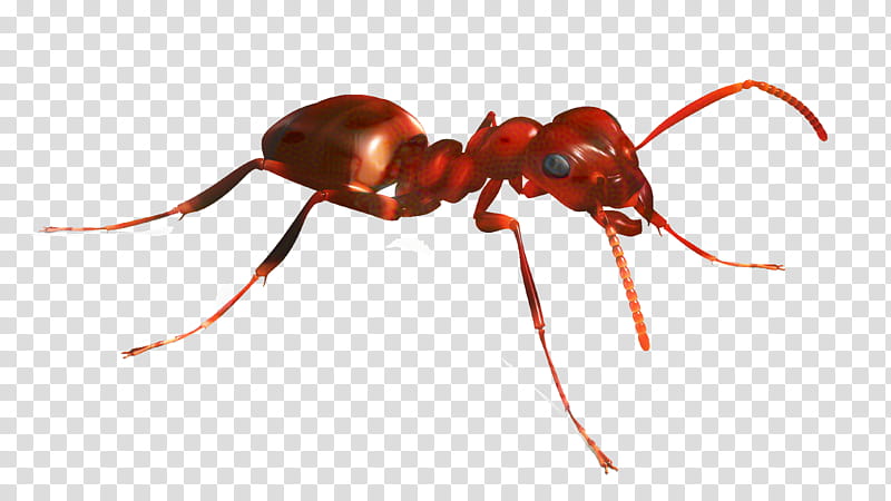 Ant, Insect, Termite, Cartoon, Weaver Ant, Book, Black Garden Ant, Red Imported Fire Ant transparent background PNG clipart