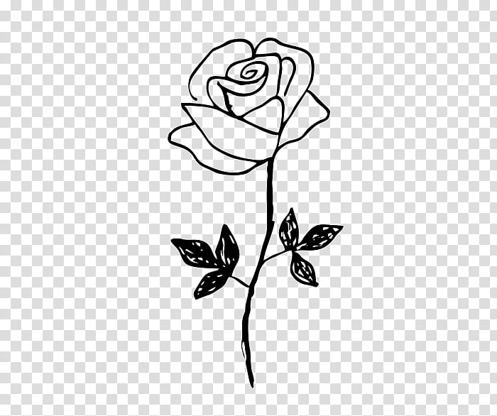 Roses Rose Flower Sketch Illustration Transparent