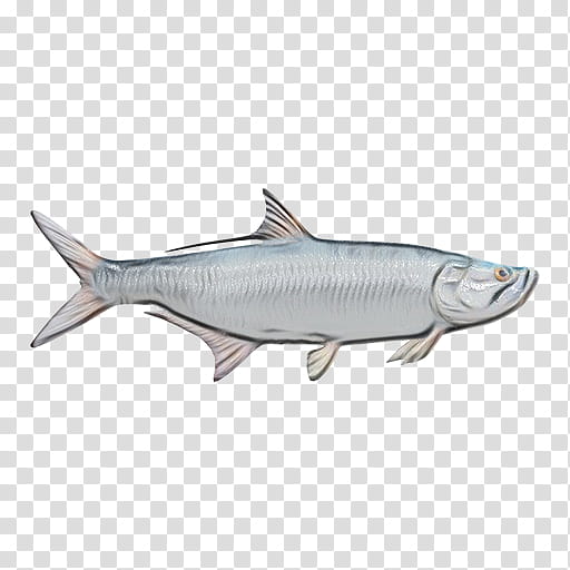 fish fish osmeriformes bony-fish fish products, Watercolor, Paint, Wet Ink, Bonyfish, Oily Fish, Salmon, Rayfinned Fish transparent background PNG clipart