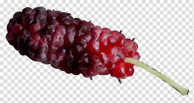 Red Flower, Boysenberry, Tayberry, Berries, Red Mulberry, Fruit, Plant, Food transparent background PNG clipart