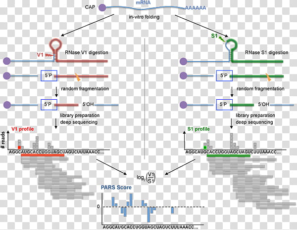 Rna Line, Structure, Biomolecular Structure, Analysis, Genome, Nucleic Acid Secondary Structure, Messenger Rna, Protein Secondary Structure transparent background PNG clipart