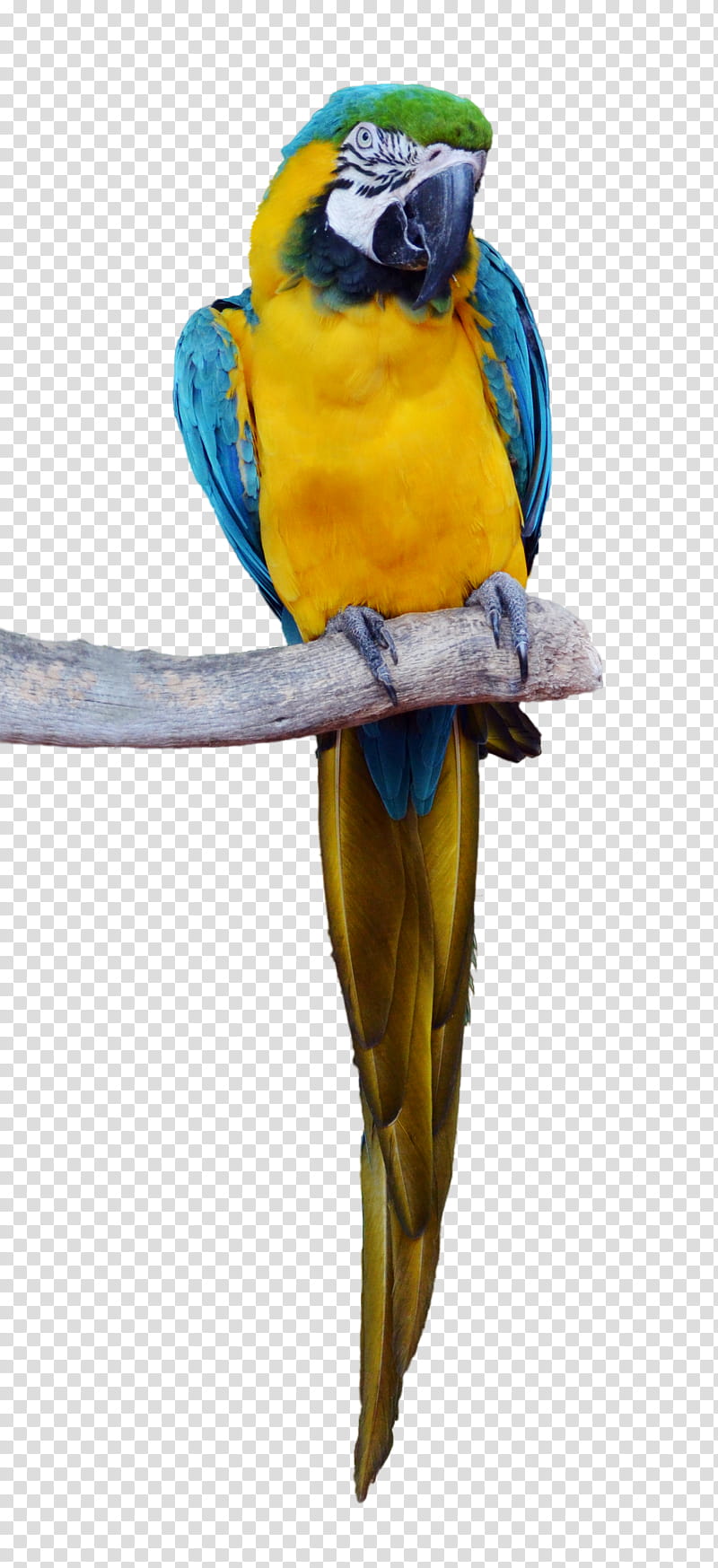 Tropical Parrot , parrot perched on branch transparent background PNG clipart