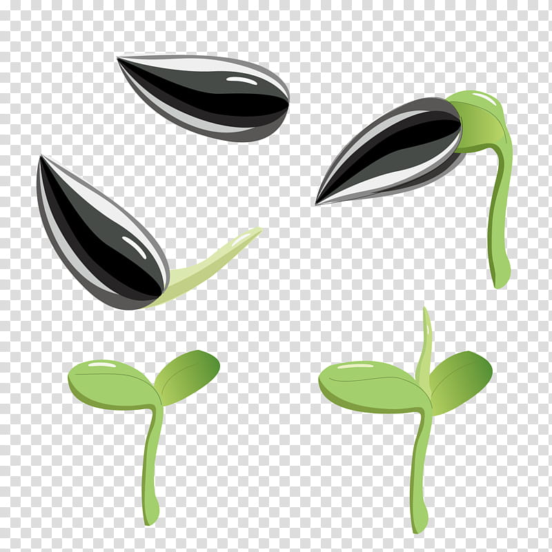 Cartoon Sunflower, Seed, Germination, Plants, Sunflower Seed, Cartoon, Gratis transparent background PNG clipart