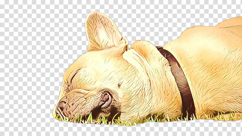 French bulldog, Snout, Grass, Fawn, Companion Dog, Nonsporting Group transparent background PNG clipart