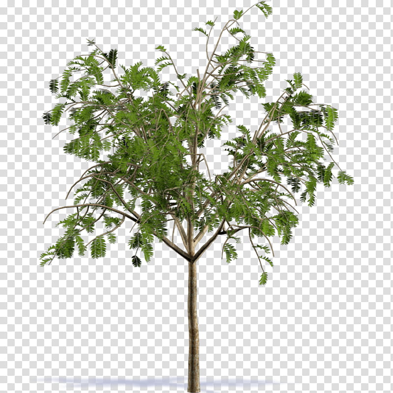 Family Tree, 3D Computer Graphics, Building Information Modeling, Computeraided Design, Artlantis, 3D Modeling, Archicad, Sketchup, Rendering transparent background PNG clipart