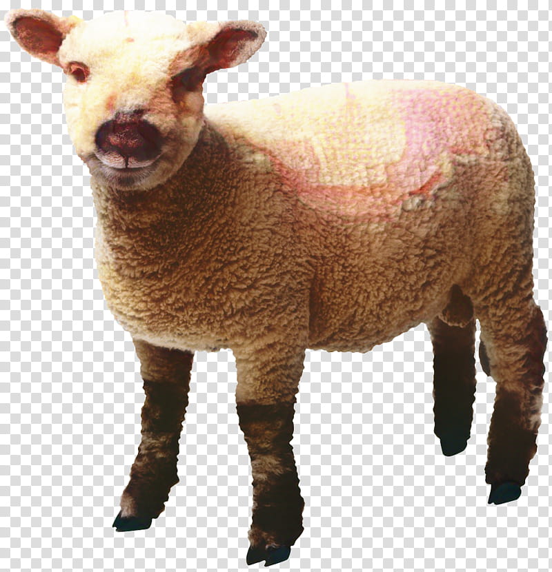 Eid Al Adha Islamic, Eid Mubarak, Muslim, Goat, Leicester Longwool, Dorset Horn, Bovidae, Sheep transparent background PNG clipart