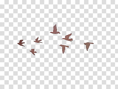 Vintage, flying flock of brown birds illustration transparent background PNG clipart