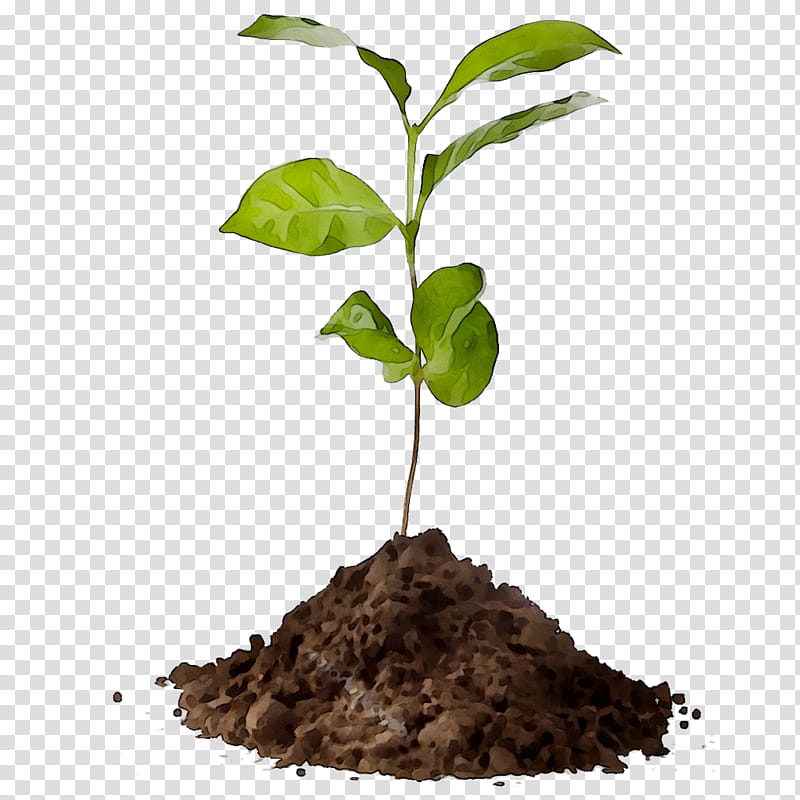Arbor Day, Coffee, Tree, Plants, Agriculture, Compost, Soil, Nursery transparent background PNG clipart