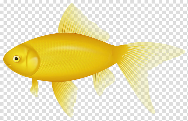 fish fin fish yellow goldfish, Feeder Fish, Bonyfish, Pomacentridae, Tail transparent background PNG clipart